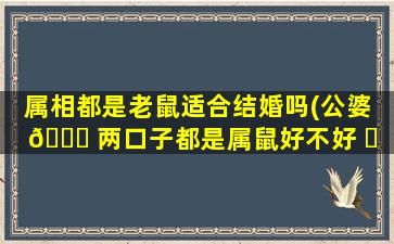 属相都是老鼠适合结婚吗(公婆 🐋 两口子都是属鼠好不好 ☘ )